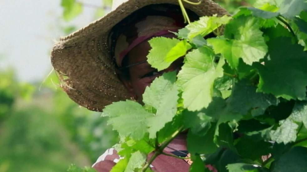 Vidéo : en Éthiopie, les vignes françaises ont déjà de la bouteille Vidéo : en Éthiopie, les vignes françaises ont déjà de la bouteille