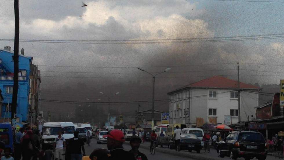 En images : des millions de criquets envahissent Antananarivo