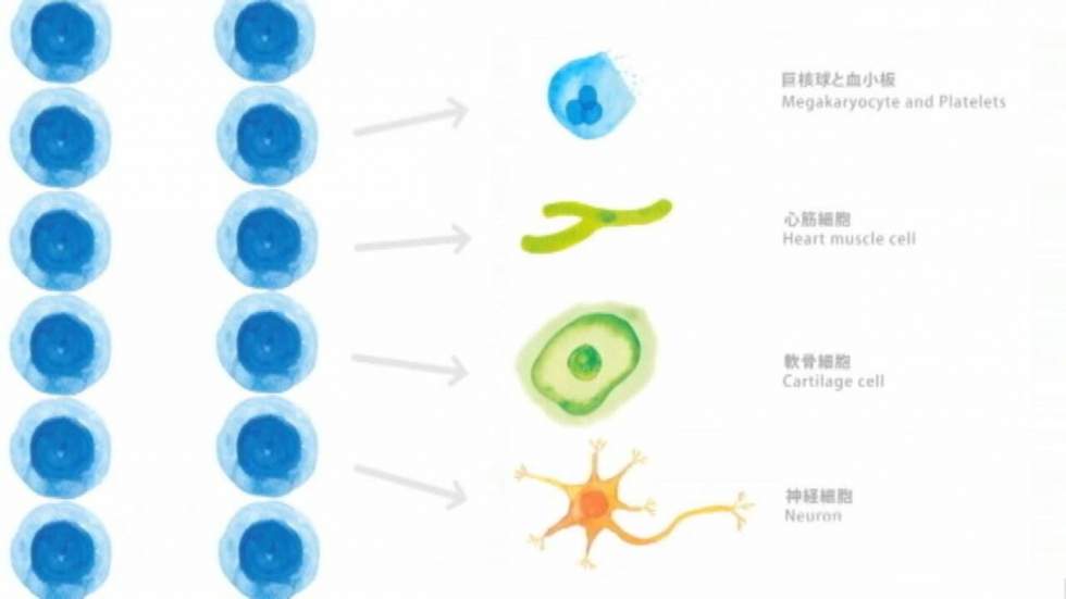 Science et médecine : le Japon à la pointe de la recherche sur les cellules IPS