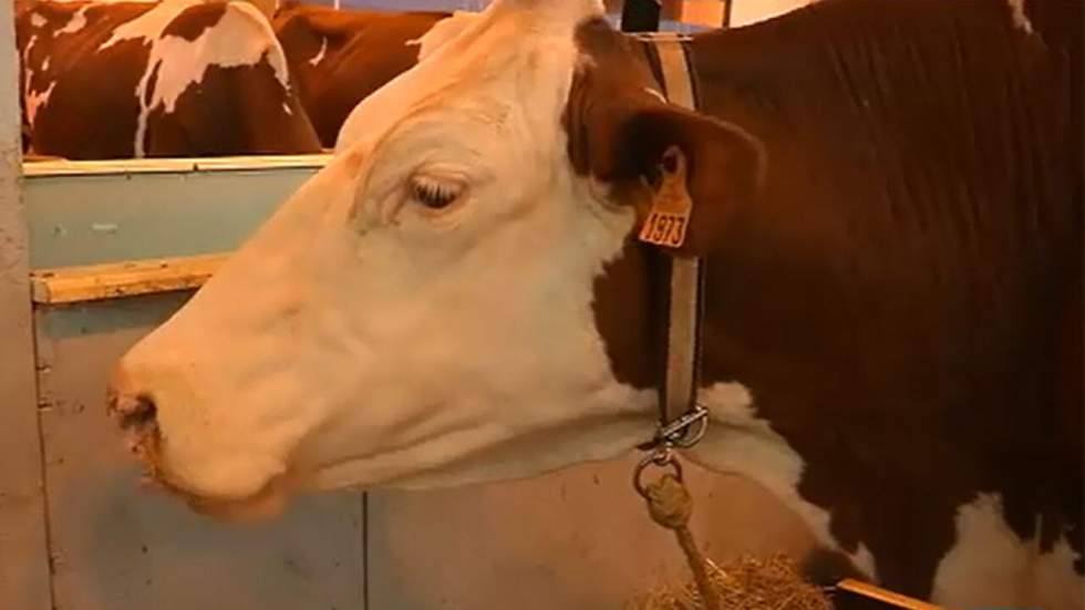 Vidéo : la vache montbéliarde, star des agriculteurs africains Vidéo : la vache montbéliarde, star des agriculteurs africains