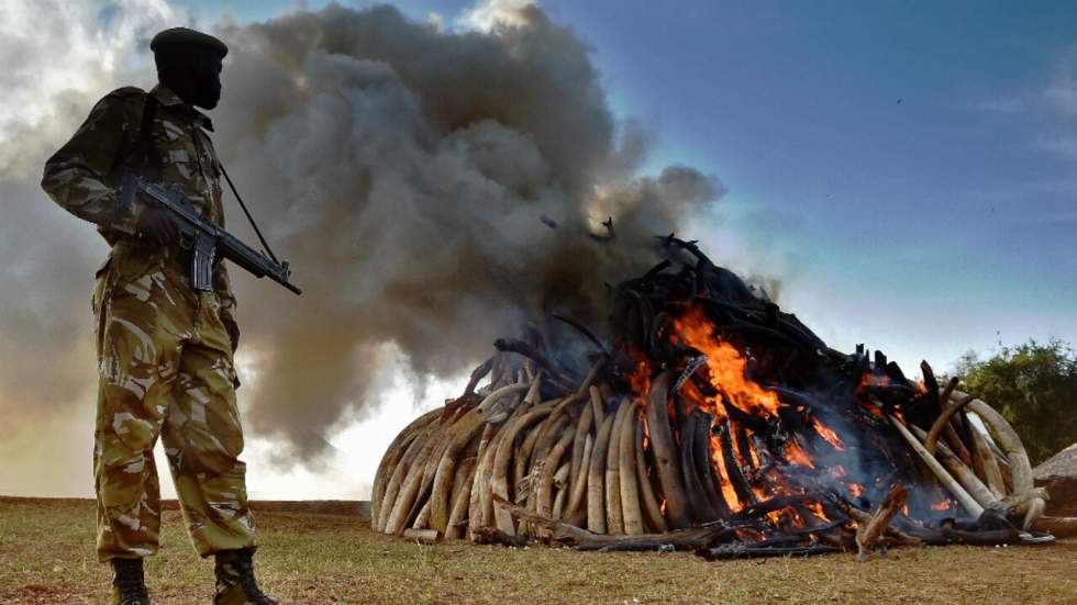 Le président Kenyatta brûle symboliquement 15 tonnes d'ivoire