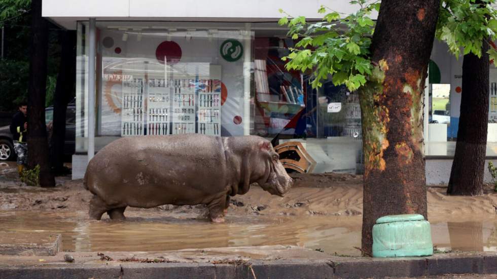 Inondations à Tbilissi : au moins huit morts, des animaux sauvages échappés du zoo