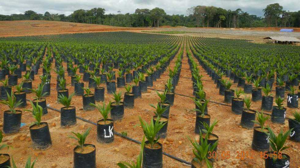 Liberia : pendant l’épidémie d’Ebola, un fabricant d’huile de palme prospère