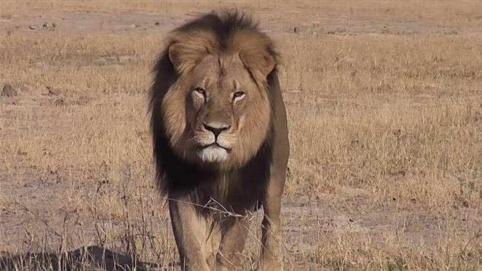 Un chasseur étranger accusé d'avoir tué le lion le plus célèbre du Zimbabwe