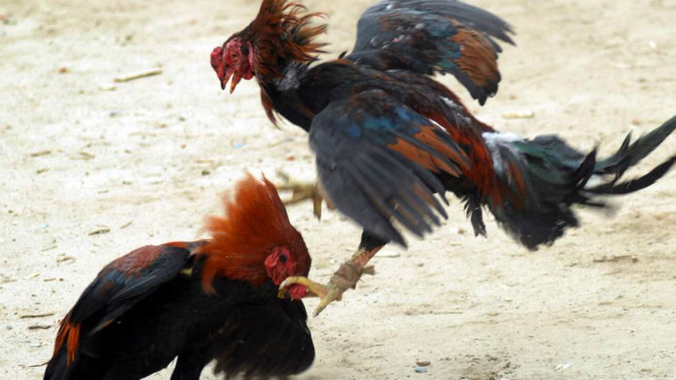 Combats de coqs : le Conseil constitutionnel tranche, le Nord polémique Combats de coqs : le Conseil constitutionnel tranche, le Nord polémique