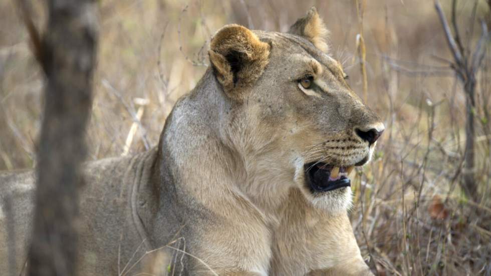 Mort du lion Cecil : le Zimbabwe restreint la chasse aux grands animaux sauvages Mort du lion Cecil : le Zimbabwe restreint la chasse aux grands animaux sauvages