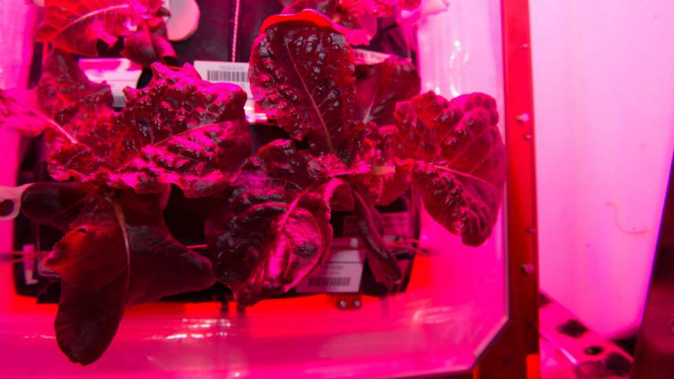 La première salade cultivée dans l’espace au menu des astronautes La première salade cultivée dans l’espace au menu des astronautes
