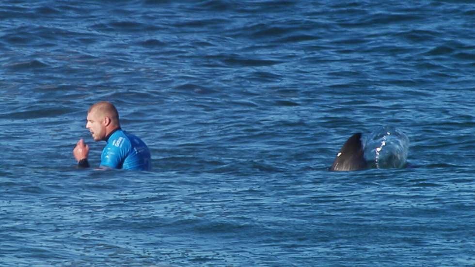 Attaques de requins : l’Australie va surveiller ses squales Attaques de requins : l’Australie va surveiller ses squales