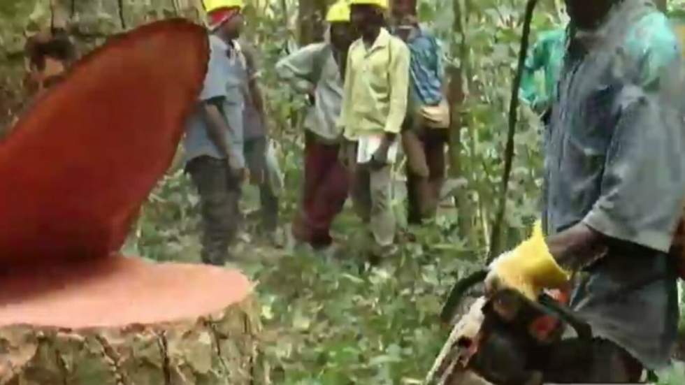 Vidéo : la filière du bois en Centrafrique en danger après les accusations de Global Witness