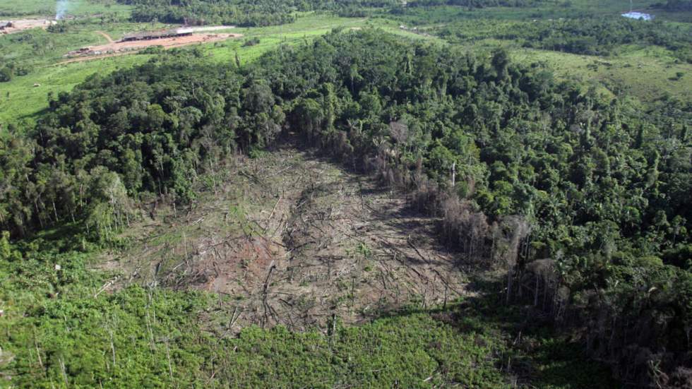 La moitié des arbres a disparu depuis l'apparition de l'Homme