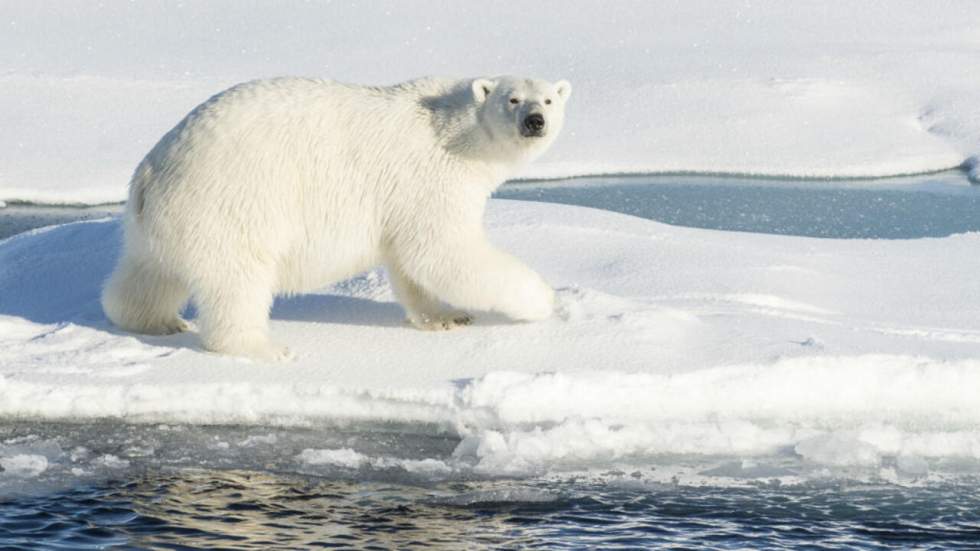 Réchauffement climatique : l'ours polaire est-il réellement en danger ?