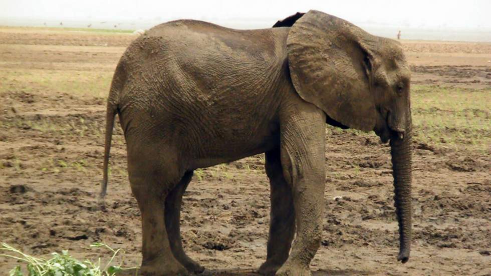 Trafic d'ivoire : les éléphants du Mali menacés par les activités jihadistes