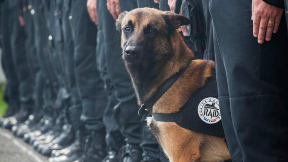 Attaques à Paris : un chien des policiers du Raid tué dans l’assaut à Saint-Denis