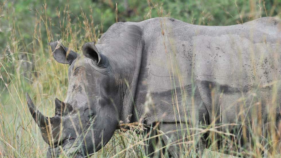 L'Afrique du Sud autorise à nouveau le commerce intérieur de corne de rhinocéros