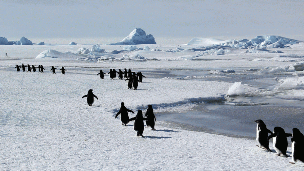 Voyage en Antarctique, un continent menacé