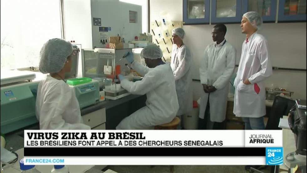Virus Zika : des chercheurs sénégalais à la rescousse de leurs collègues brésiliens Virus Zika : des chercheurs sénégalais à la rescousse de leurs collègues brésiliens