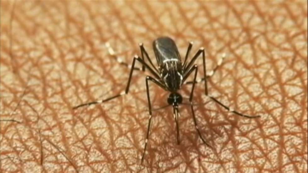 Brésil : la lutte contre le virus Zika Brésil : la lutte contre le virus Zika