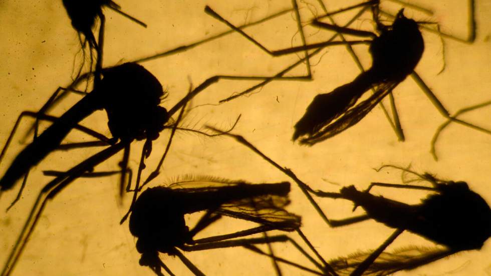 Microcéphalie : des scientifiques accusent un insecticide plutôt que Zika