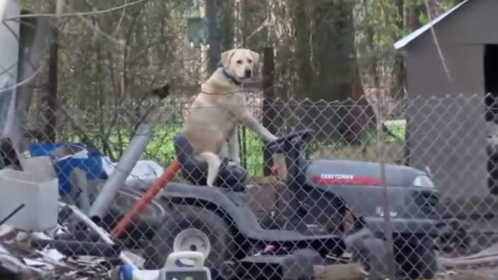 Un chien s’installe seul au volant d’un tracteur et se fait griller par la télé locale