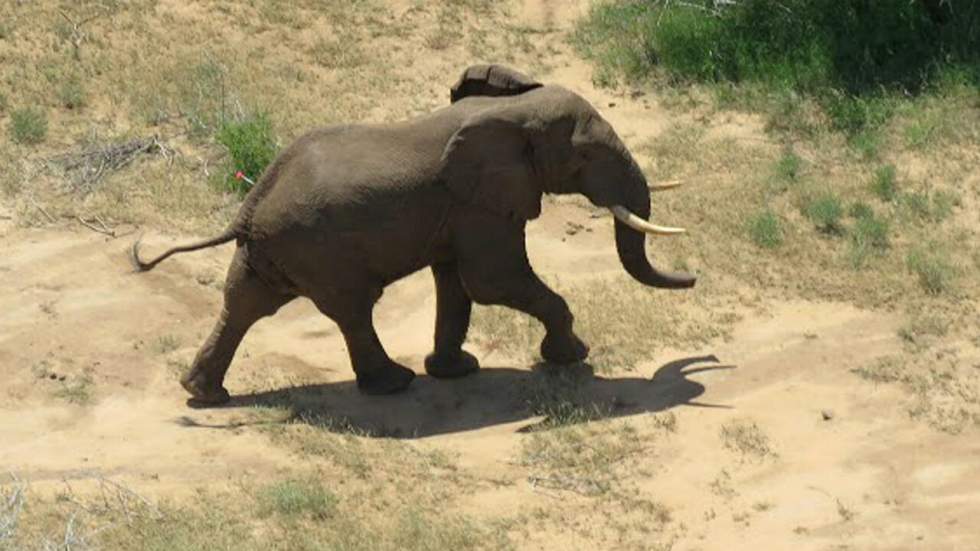 Un éléphant foule le sol somalien pour la première fois en 20 ans