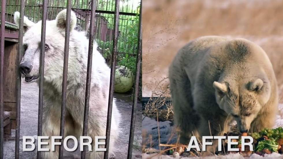Après 30 ans dans la cage d'un zoo, cet ours retrouve enfin sa liberté Après 30 ans dans la cage d'un zoo, cet ours retrouve enfin sa liberté