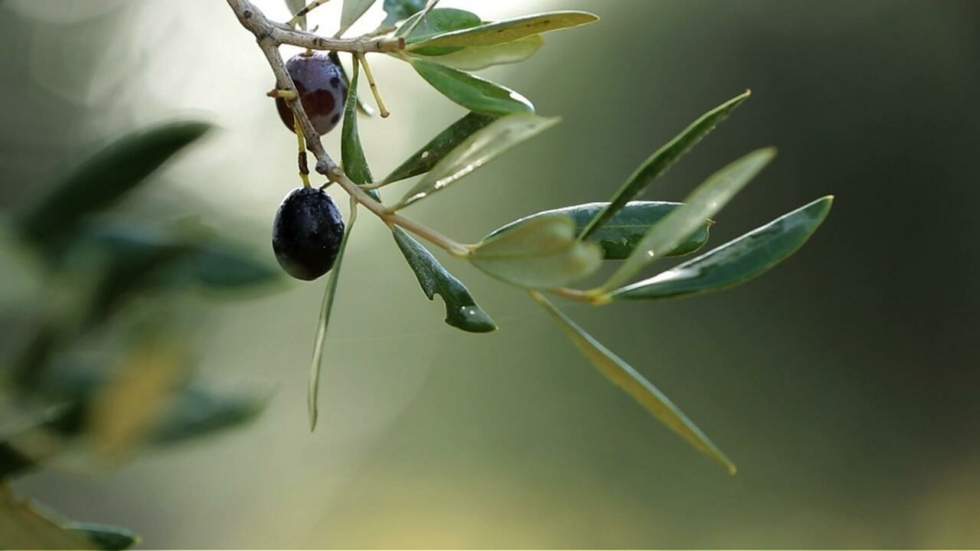 La Provence, terre d'elixirs