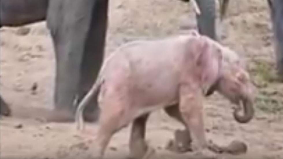 Un éléphant rose, star d'une réserve animalière en Afrique du Sud Un éléphant rose, star d'une réserve animalière en Afrique du Sud