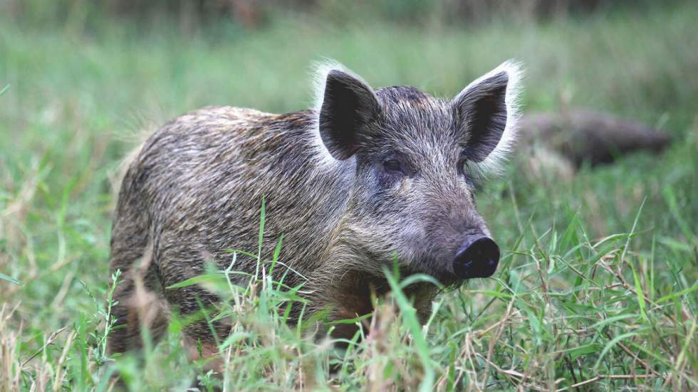 Un Perpignanais obtient une autorisation pour garder chez lui Poumba, son sanglier