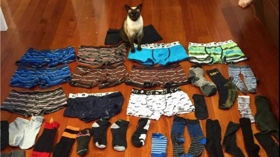 Ce chat cleptomane collectionne les sous-vêtements pour homme