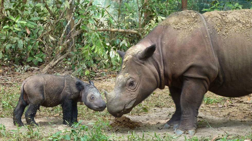 On le croyait disparu, mais le rhinocéros de Sumatra se baladait du côté de Bornéo