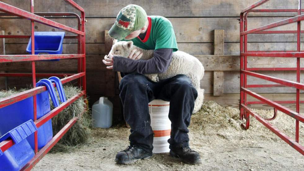 Les inspections dans les abattoirs vont-elles vraiment changer les choses ? Les inspections dans les abattoirs vont-elles vraiment changer les choses ?