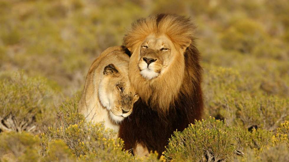 Sylvester, le lion sauvé par les réseaux sociaux, a rejoint un nouveau parc en Afrique du Sud