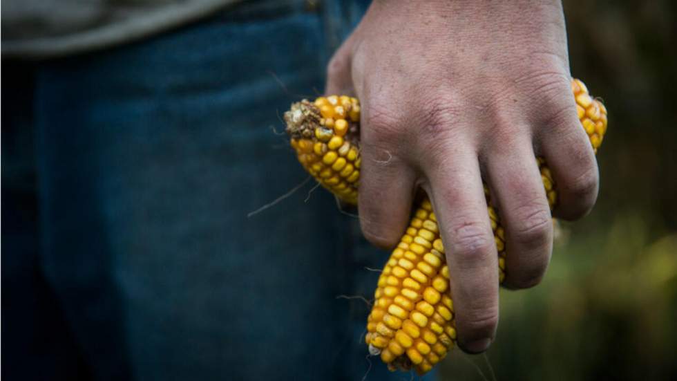 Le maïs OGM de Monsanto toujours interdit en France malgré la décision du Conseil d’État