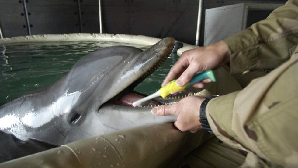 L'armée russe vient d'acheter cinq dauphins destinés à rejoindre ses rangs