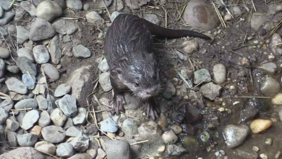 Un bébé loutre apprend à jouer et à nager, et c'est beaucoup trop craquant