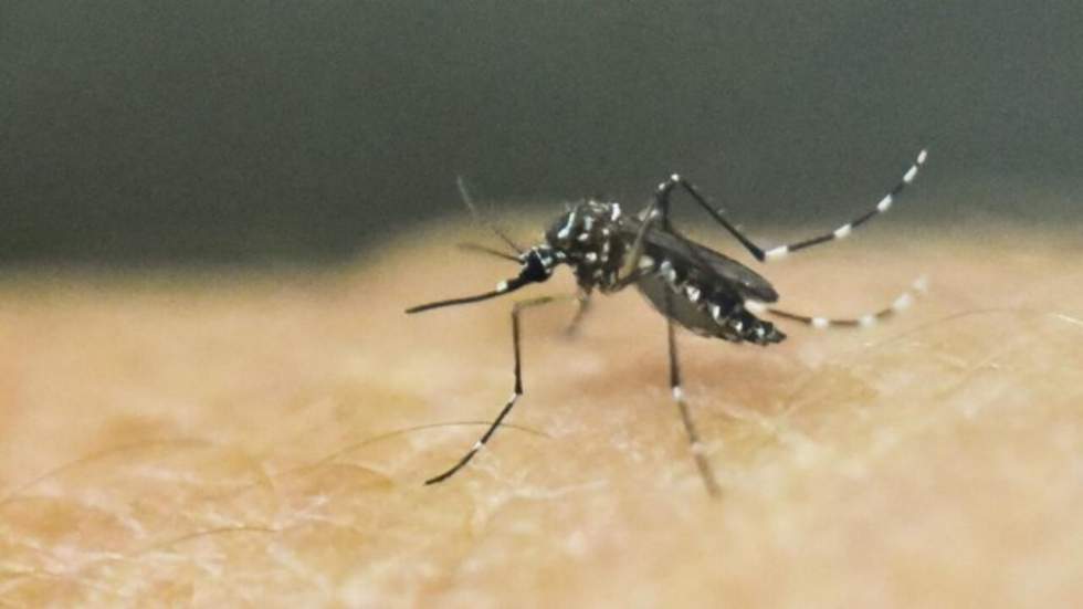 L'épidémie de Zika officiellement confirmée en Guadeloupe