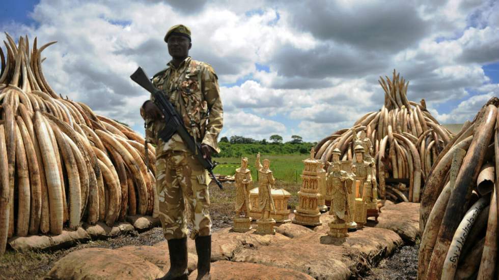 Le Kenya brûle 105 tonnes d'ivoire pour lutter contre le braconnage des éléphants