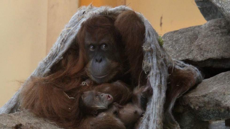 Un bébé orang-outan voit le jour au zoo d’Amnéville