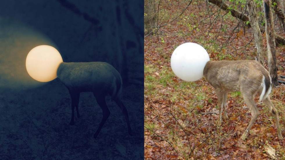 Un cerf se coince la tête dans un globe et devient le mème du mois