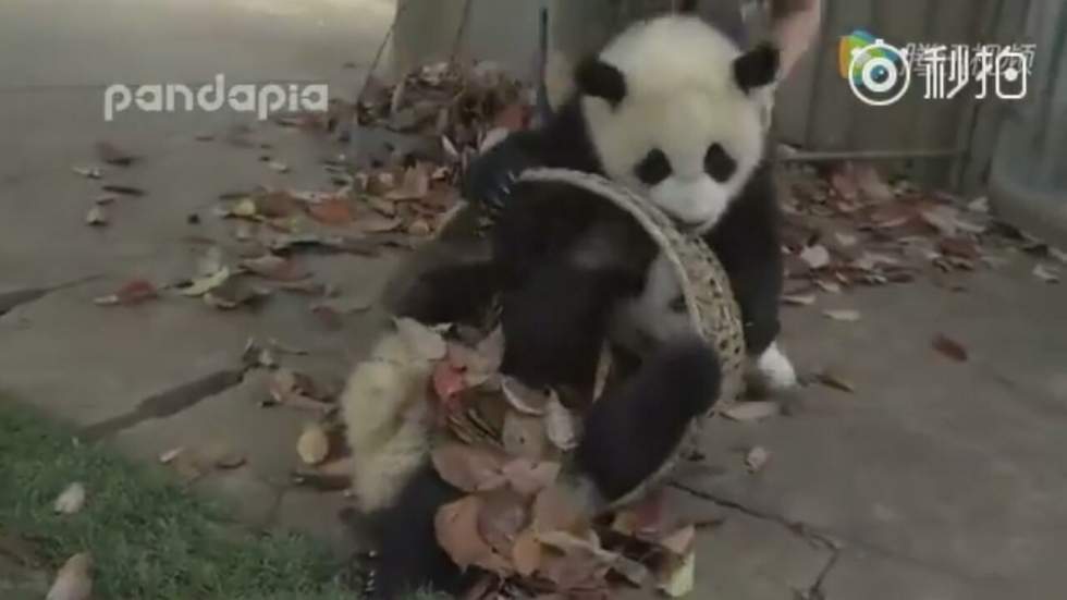 Les pandas prouvent une fois de plus qu'ils sont les animaux les plus intenables de la planète