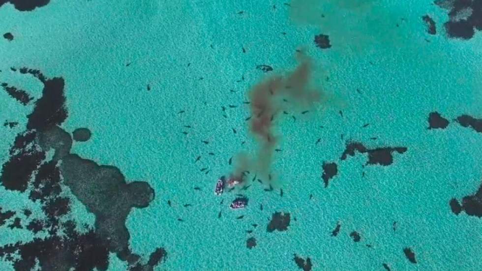 Une clique de requins-tigres carnassiers s'attaque à une baleine