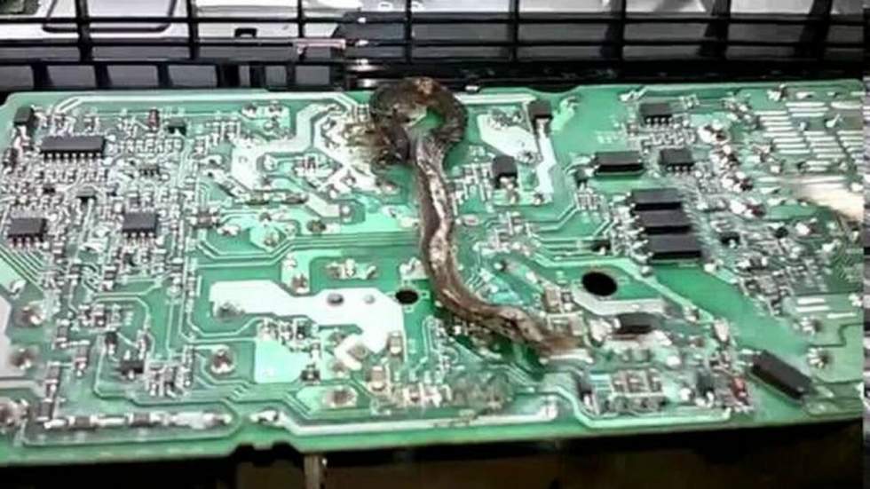 Un serpent a décidé de mourir dans une PlayStation 4