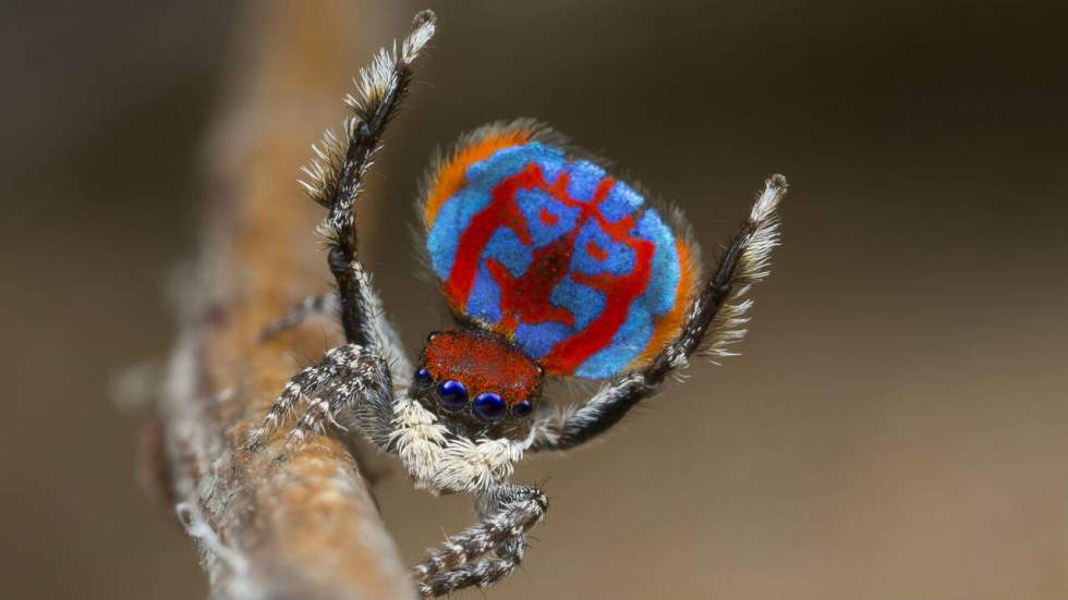 Ces araignées-paon multicolores vont soigner votre phobie une fois pour toutes