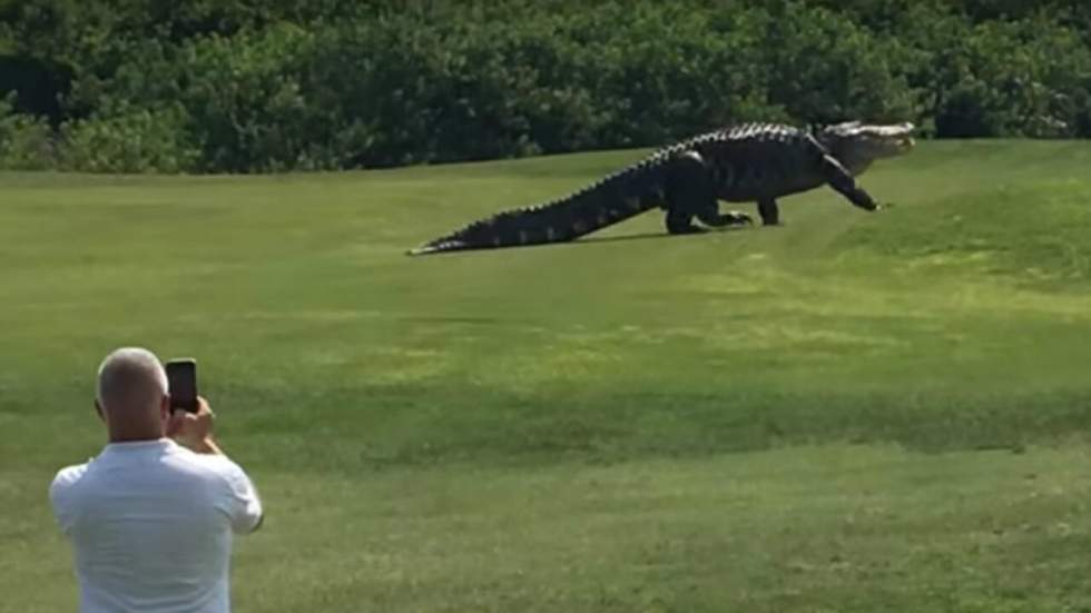 On a retrouvé l'alligator géant de "Peter Pan" sur un parcours de golf en Floride