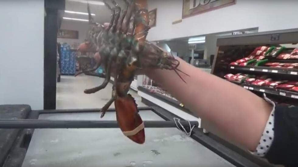 Une Canadienne végane a sauvé la vie d'un homard de supermarché en le relâchant dans l'océan Atlantique