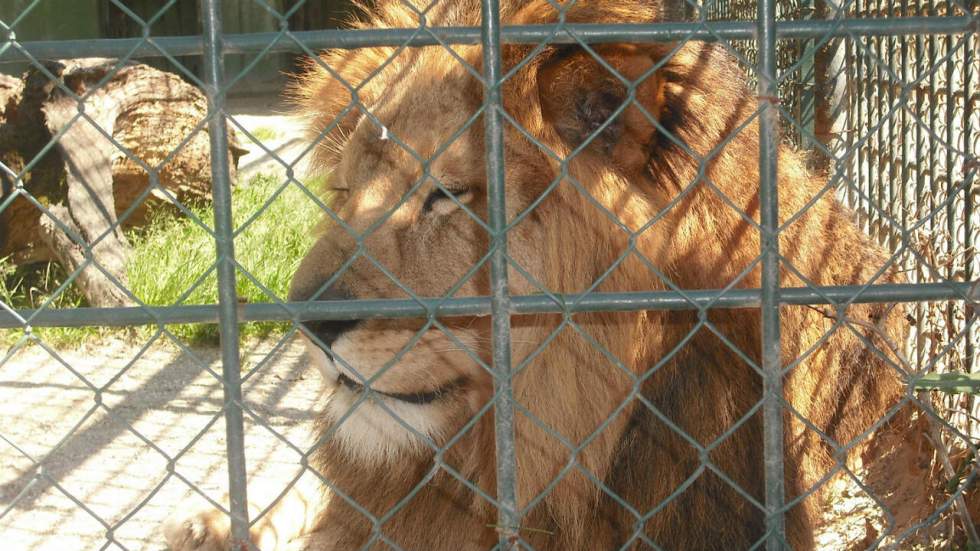 En Inde, trois lions accusés de meurtre ont été condamnés à rester en captivité toute leur vie