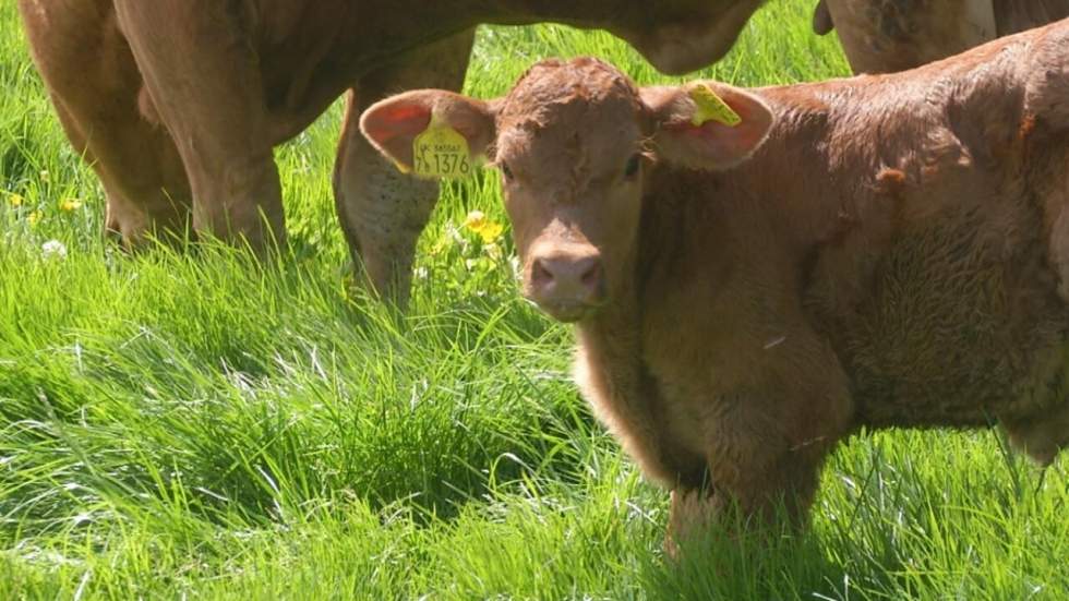 Brexit : partir ou rester, un choix vital pour les agriculteurs britanniques