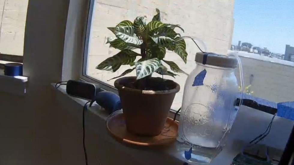 On vous présente Jeff, la plante verte qui a besoin de votre vote sur Reddit pour survivre On vous présente Jeff, la plante verte qui a besoin de votre vote sur Reddit pour survivre