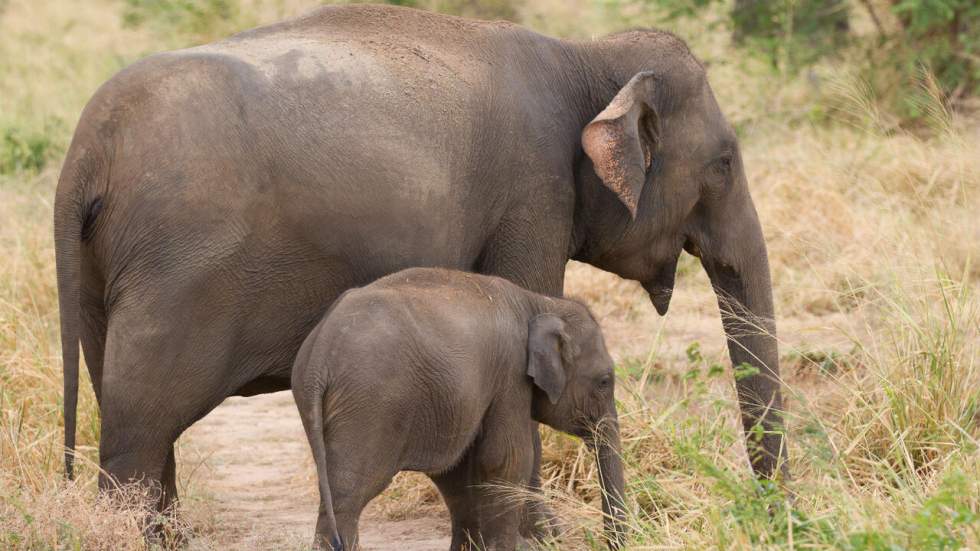 Au Sri Lanka, les riches s'offrent désormais des éléphants comme animaux de compagnie