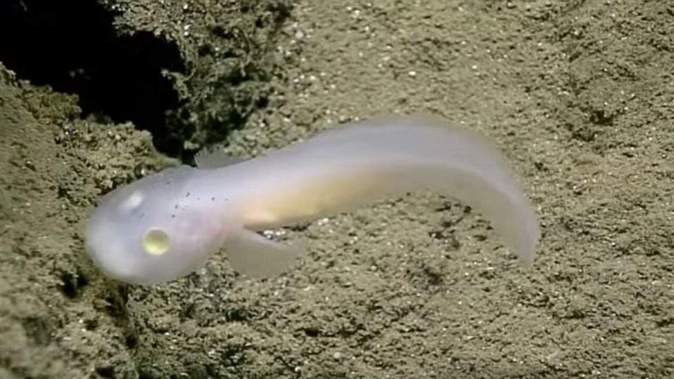 Un poisson fantôme a été repéré pour la première fois nageant tranquillement dans le Pacifique